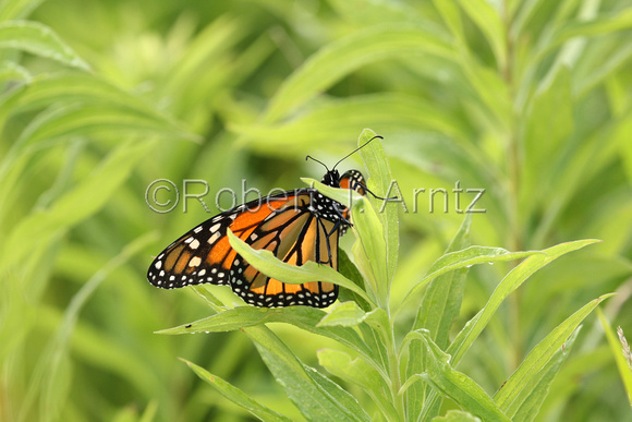 Monarch in the Morning