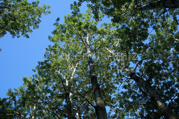 Poplar Trees and Blue Sky