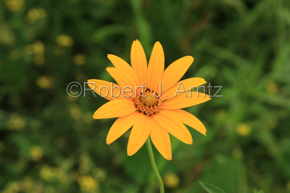 False Sunflower Portrait