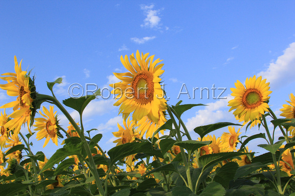 Sunflowers and Blue Sky