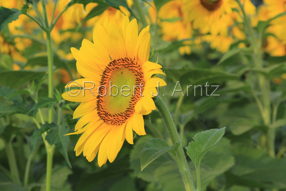 Sunflower Angle