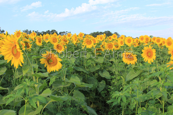 Wide View of Sky and Sunflowers