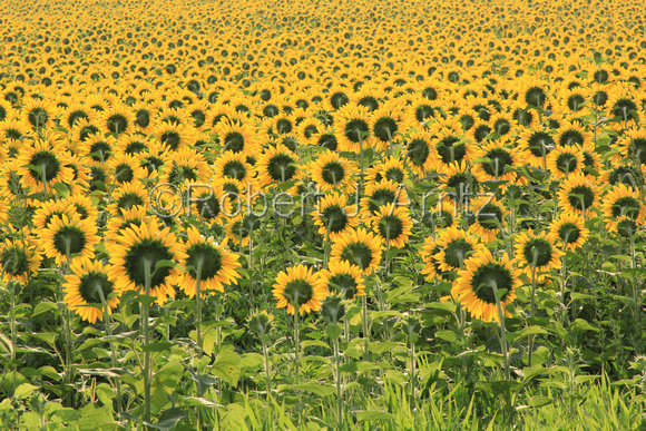Opposite View of Sunflowers
