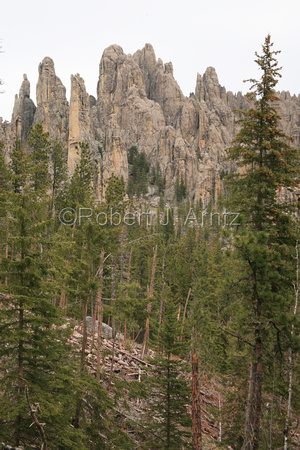 Vertical Spires and Pines
