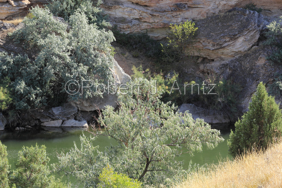 Rocks and Trees along the Big Horn River