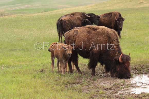 Buffalo Drinking with Calves