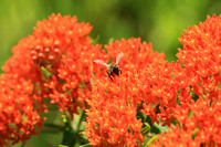 Honey Bee on Butterfly Weed