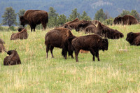Numerous Buffalo