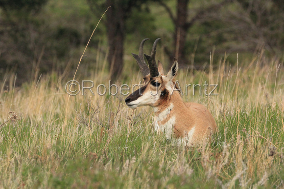 Watchful Pronghorn