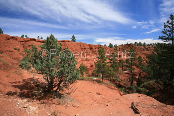 Trees among Red Rock Cliffs