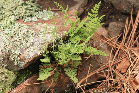 Lichen, Rock, Ferns and Needles