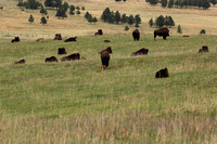 Waking Buffalo Herd