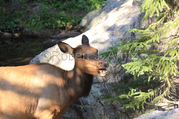 Close Encounter with Elk Cow