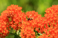 Honey Bee on Butterfly Weed