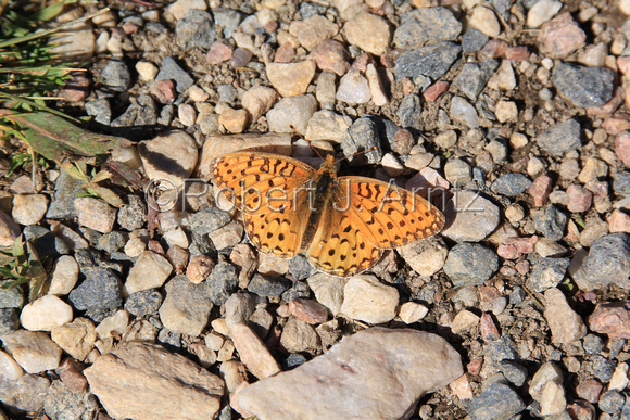 Coronis Fritillary Butterfly on Lost Lake Trail