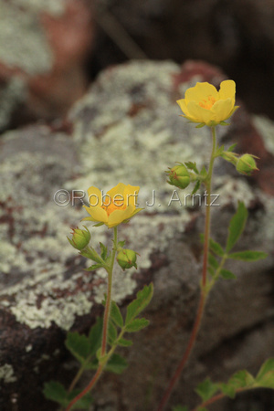 Wildflowers among Rocks